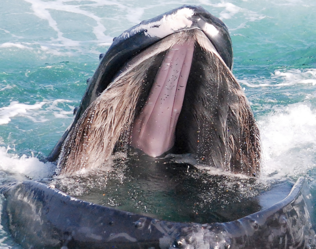 У США чоловік вижив після того, як його проковтнув горбатий кит ➤ Prozoro.net.ua