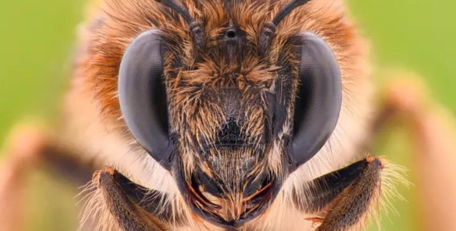 Учені знайшли на Землі нових розумних істот, і це відомі комахи ➤ Prozoro.net.ua