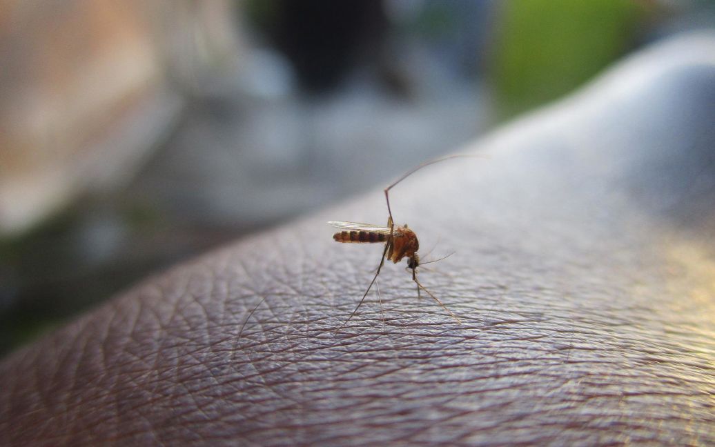 Чому комарі кусають не всіх та який запах їх приваблює ➤ Prozoro.net.ua