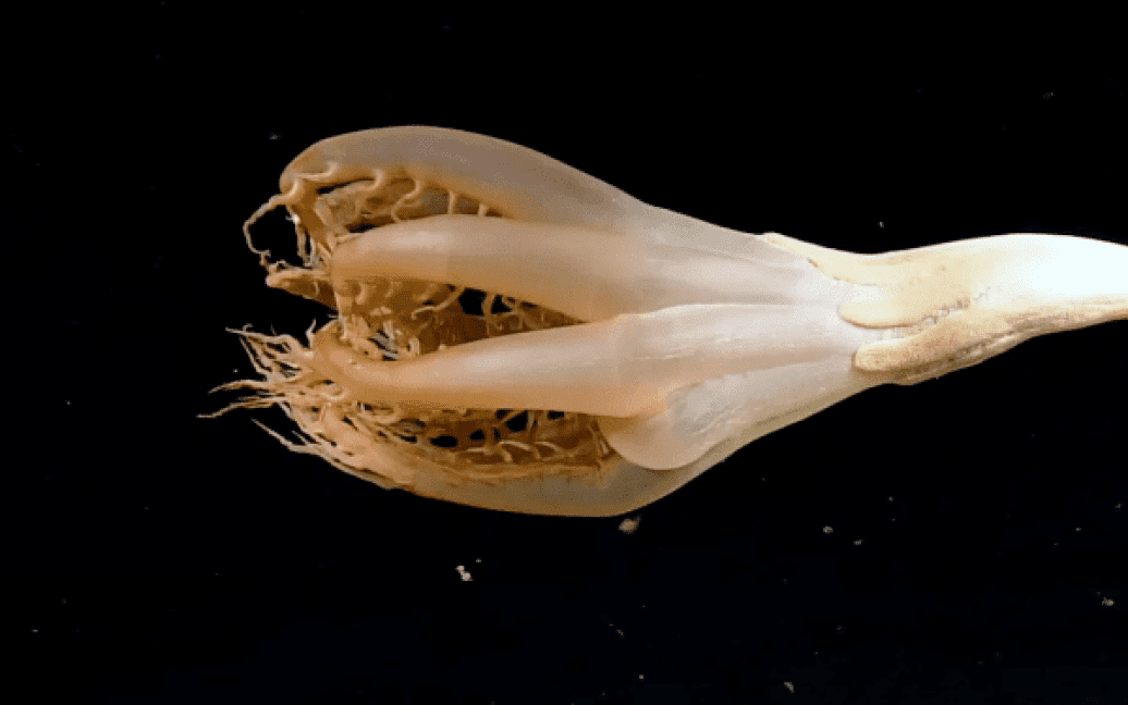 “Мы такого не ожидали”: в Тихом океане ученые заметили удивительное морское существо (видео) ➤ Prozoro.net.ua