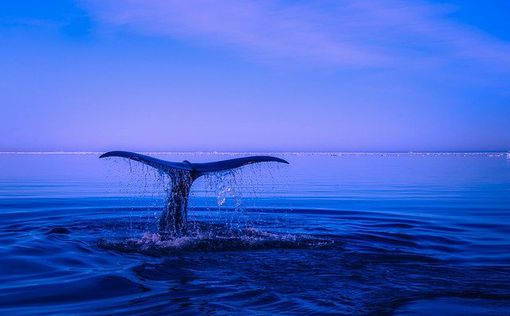 Горбатый кит проглотил двух отдыхающих (видео) ➤ Prozoro.net.ua