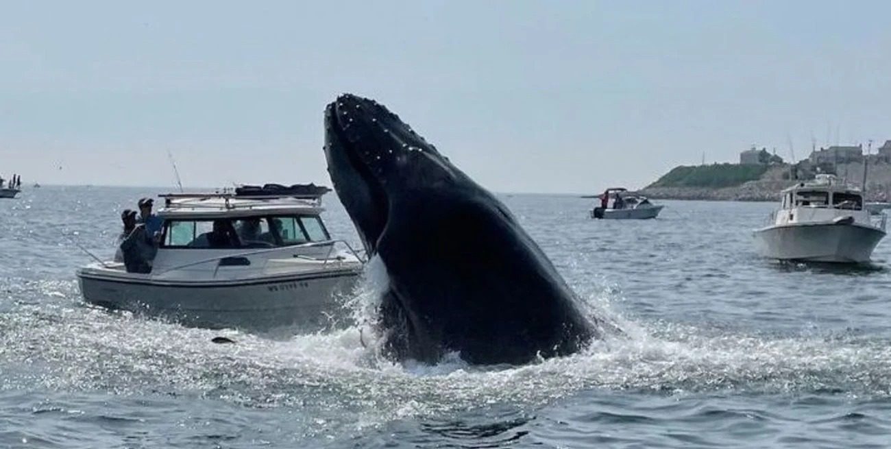 Impactante salto de una ballena sobre una embarcación en Massachusetts ➤ Prozoro.net.ua