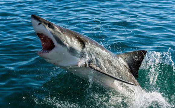 Египет: спасатели посмеялись над словами туристов об акуле ➤ Prozoro.net.ua