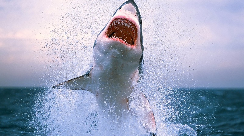 В Египте акулы убили двух туристок – пляжи Красного моря закрыты ➤ Prozoro.net.ua
