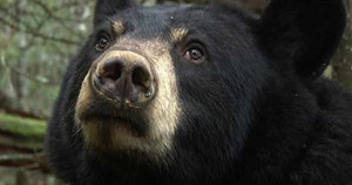 Медведь пытался вломиться в дом, но получил яростный отпор ➤ Prozoro.net.ua