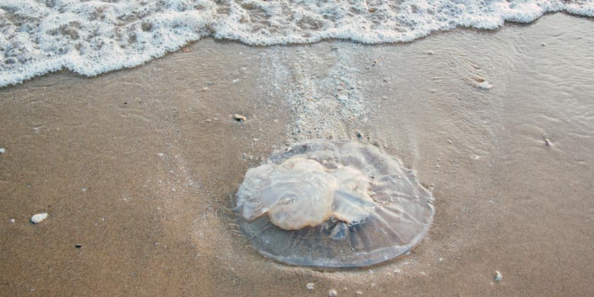 Ужалила медуза: что нужно делать, а что категорически запрещено? ➤ Prozoro.net.ua
