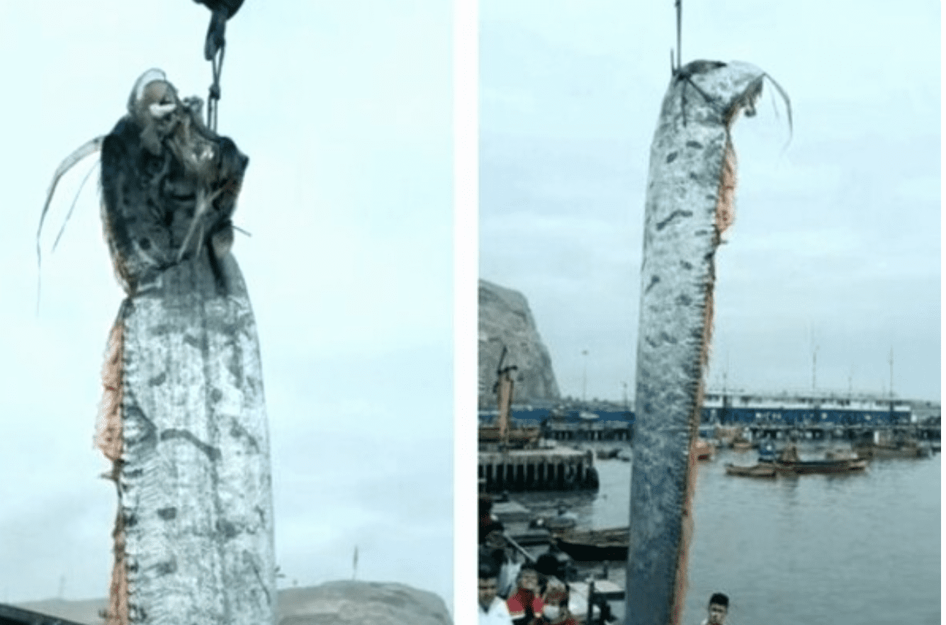 В Чили выловили 5-метровую рыбу, связанную с катастрофами (видео) ➤ Prozoro.net.ua