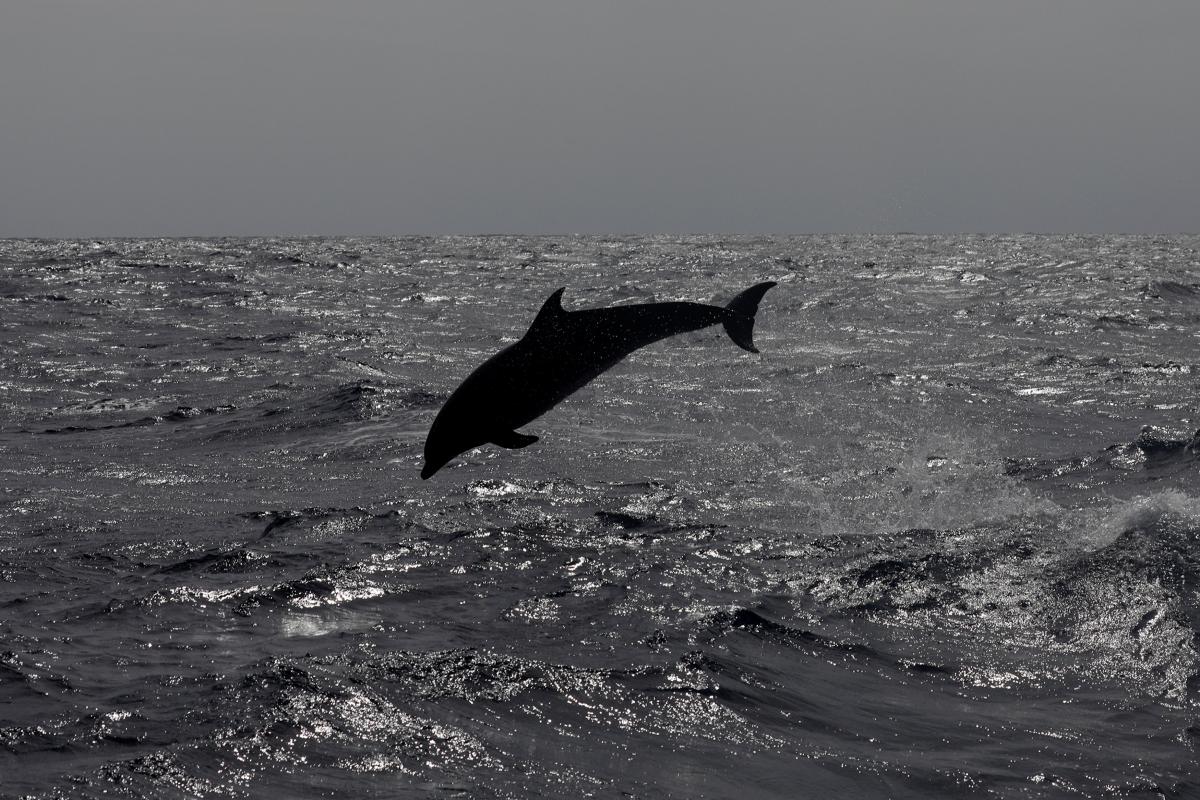 Ученые прикрепили к дельфинам камеры и были потрясены ➤ Prozoro.net.ua