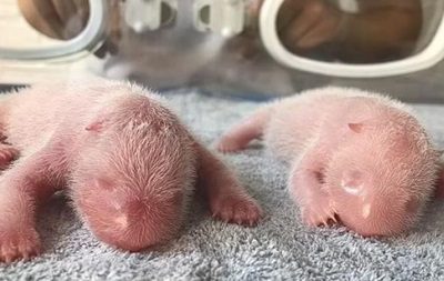 В Китае родились гигантские панды-близнецы ➤ Prozoro.net.ua