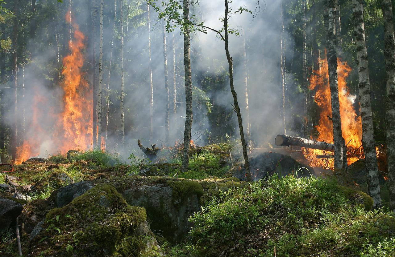 Лесные пожары в Саксонии не утихают вторую неделю ➤ Prozoro.net.ua