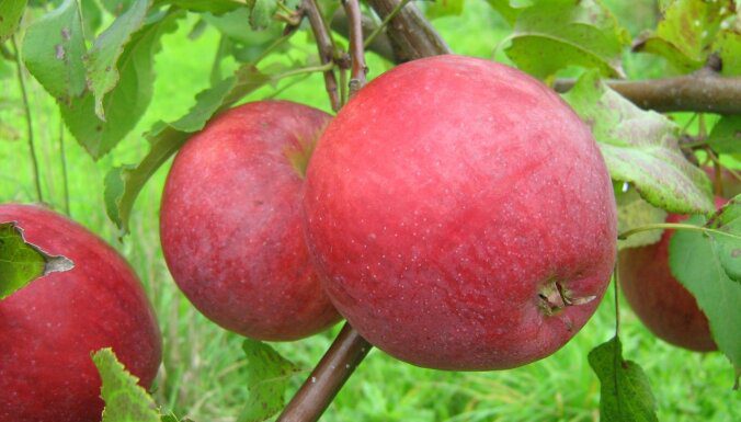 Какие яблоки самые полезные для здоровья ➤ Prozoro.net.ua
