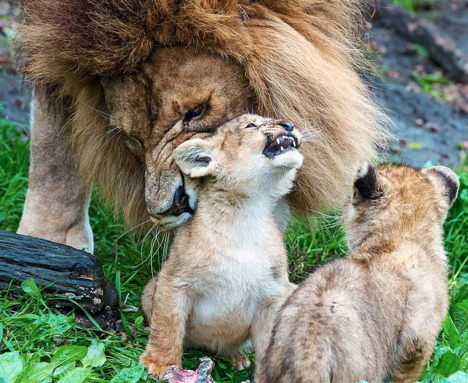 Ein Löwenvater kümmert sich um 5 widerspenstige Jungtiere, während sich ihre Mutter von einem Angriff einer anderen Löwin erholt ➤ Prozoro.net.ua