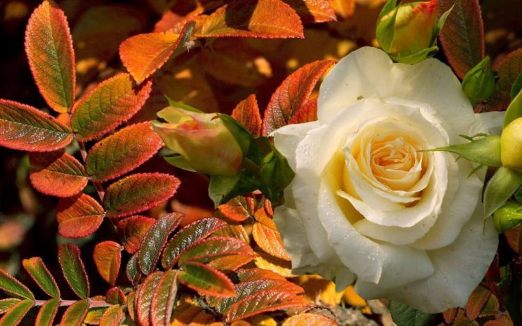 Что нужно делать с розами осенью: уход и подготовка к зимнему укрыванию