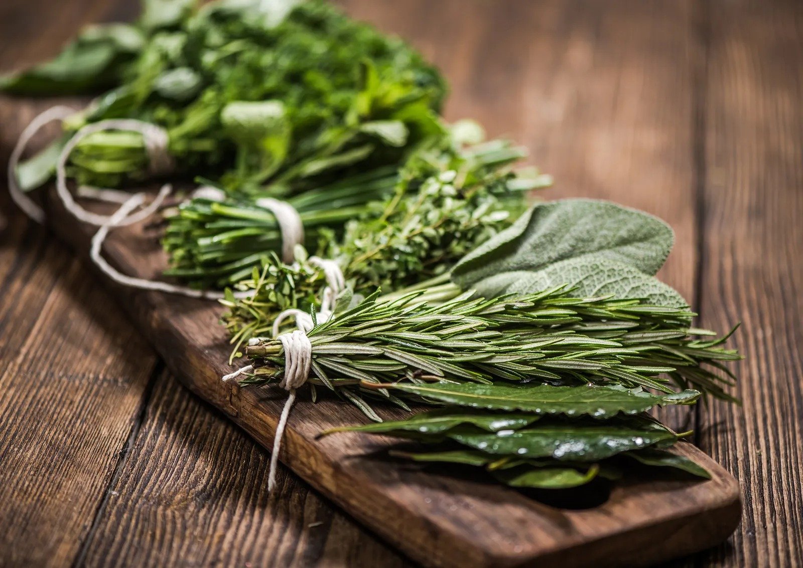 5 plantas medicinales que debes tener en casa ➤ Prozoro.net.ua