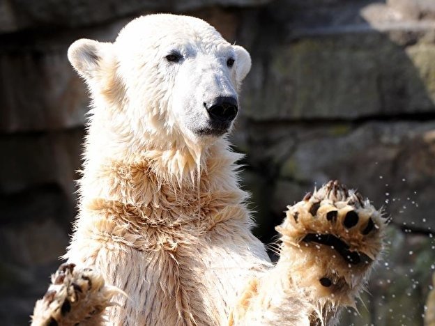 Eisbär Knut: Über 10 Jahre nach seinem Tod – die ganze tragische Wahrheit kommt ans Licht! ➤ Prozoro.net.ua