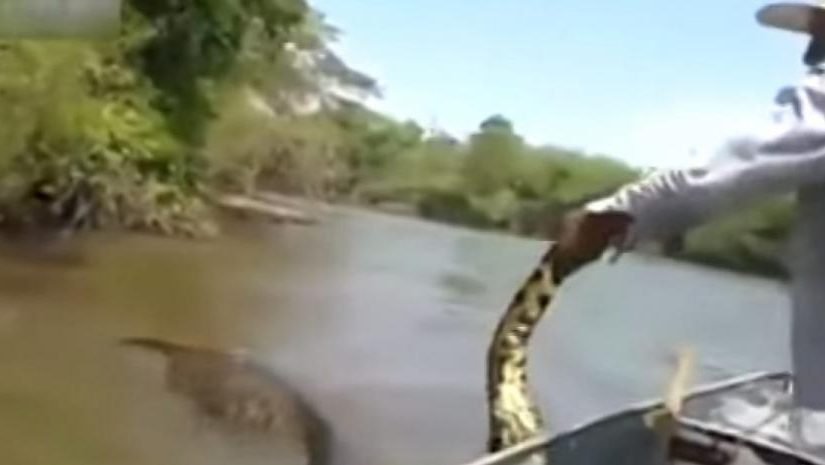El impactante vídeo viral de un pescador luchando contra una serpiente gigante…  ➤ Infotime.co