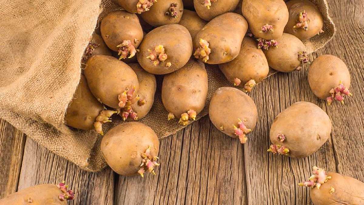Припиніть їсти вже зараз: чи можна використовувати для їжі картоплю, що проросла ➤ Prozoro.net.ua