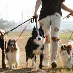 Зачем собаки облизывают человека: ответ удивит ➤ Prozoro.net.ua