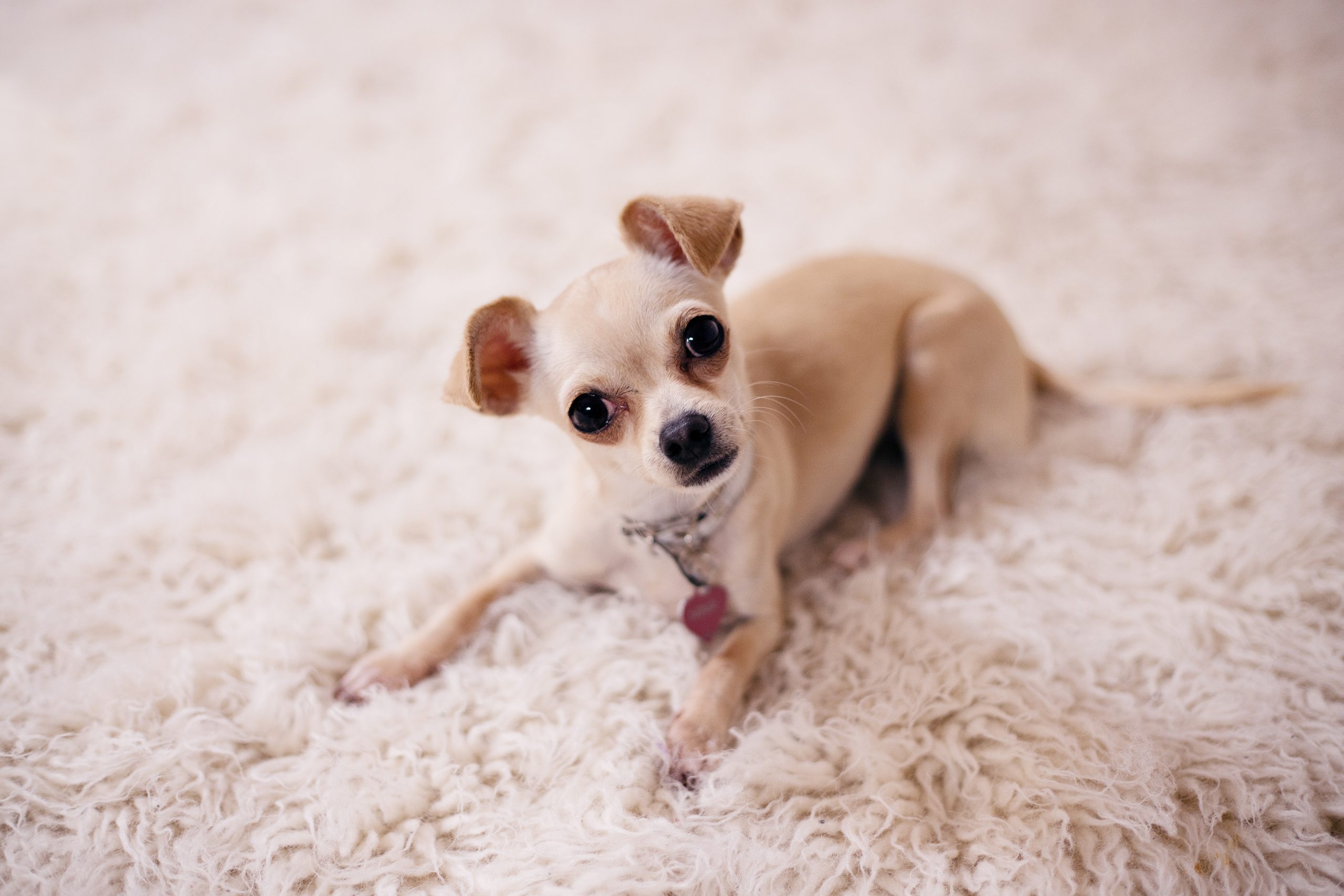 Як використовувати мило для захисту меблів від собаки