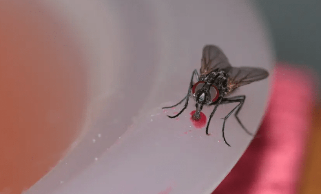 Забудете про набридливих комах: як відлякати мух та мошок
