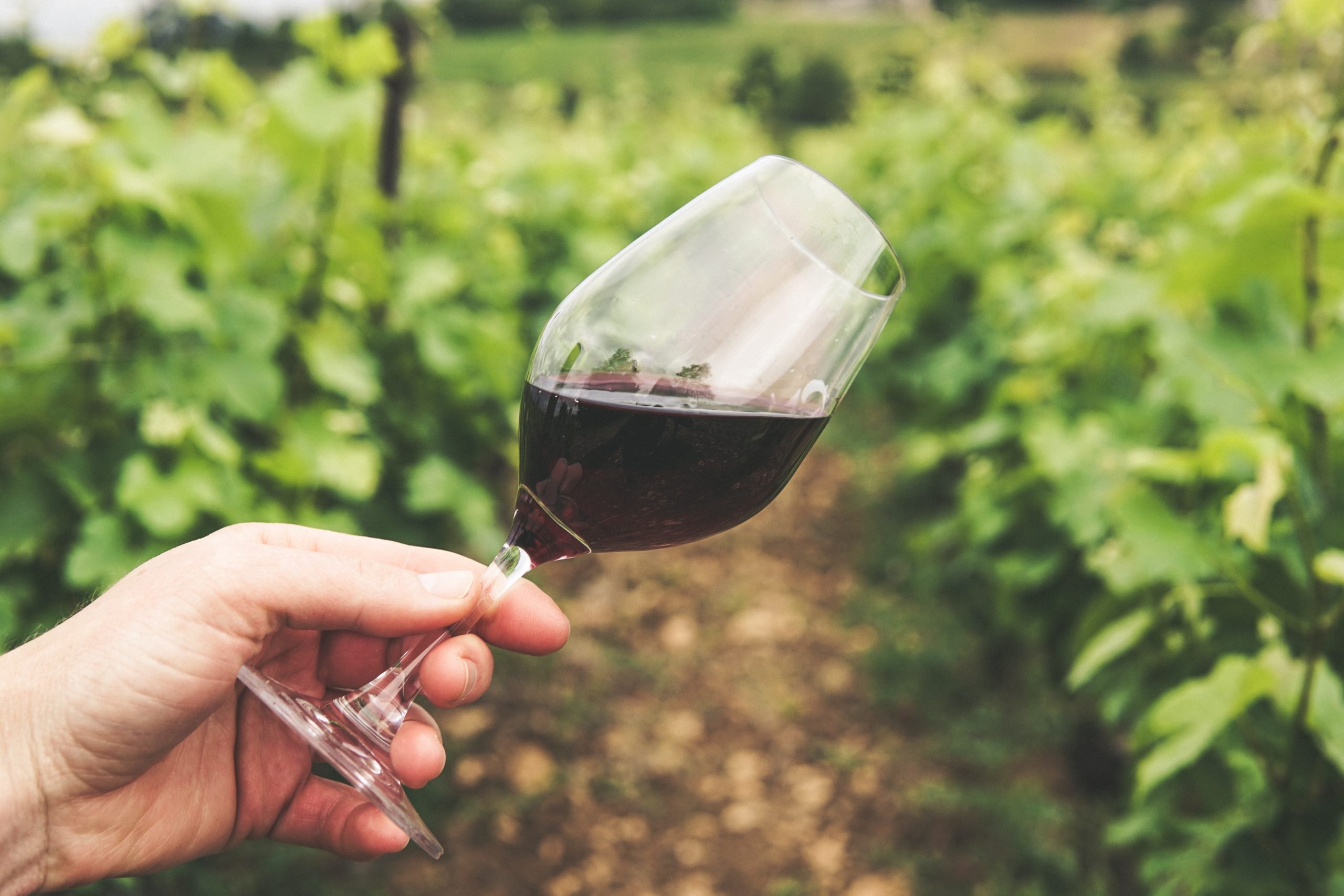 Найпростіший рецепт вина з домашнього винограду ➤ Главное.net