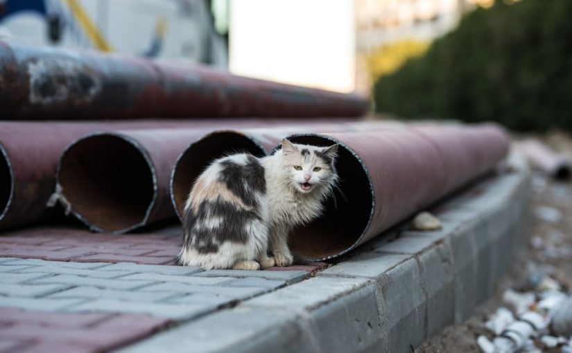 Безхатченко знайшов на смітнику кота та вразив своїм вчинком ➤ Infotime.co