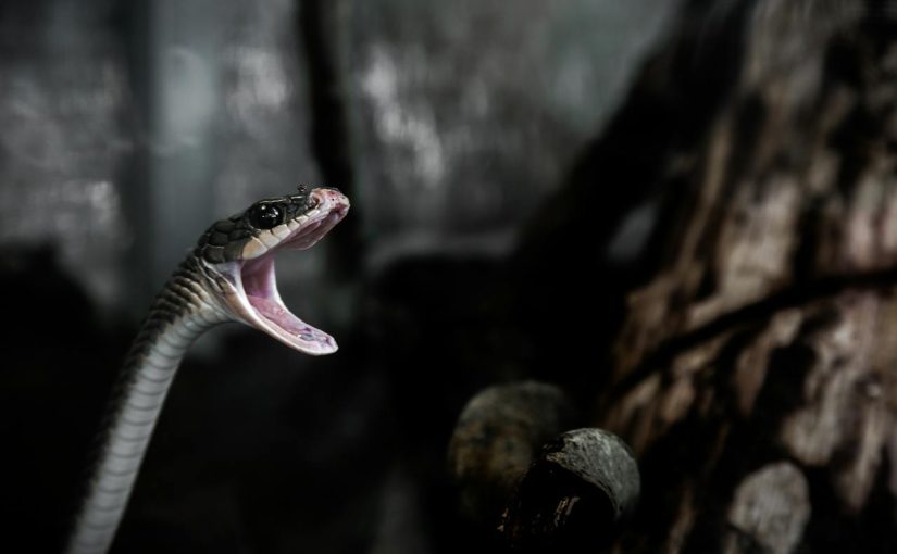 Видео: в Кинерете заметили необычную змею ➤ Infotime.co