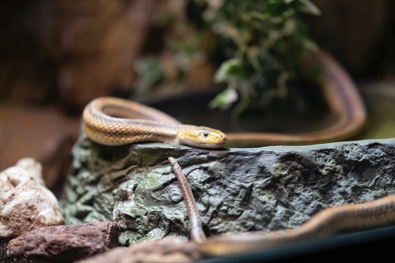 Видео: в Кинерете заметили необычную змею