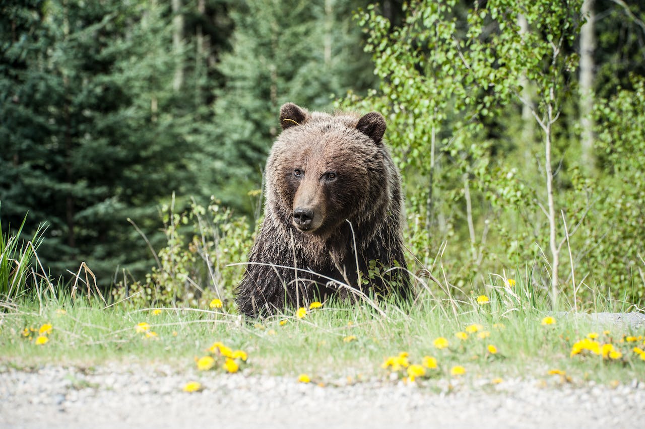 Турист пытался погладить медведя: как все закончилось ➤ Infotime.co