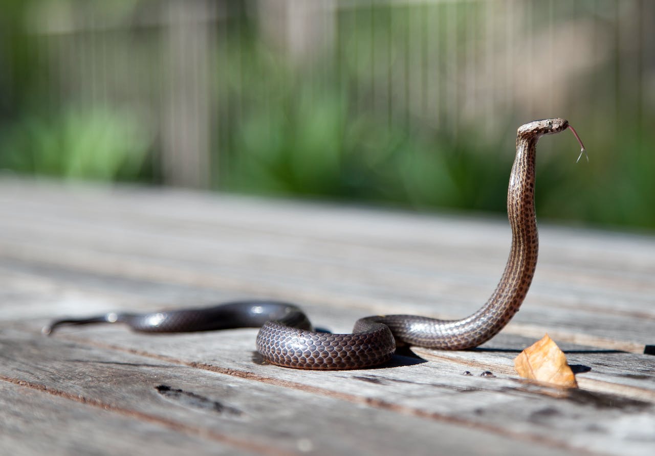 Видео: в Кинерете заметили необычную змею