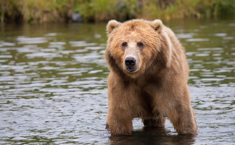 Що робити, якщо ви побачили ведмедя: ці поради врятують життя ➤ Infotime.co