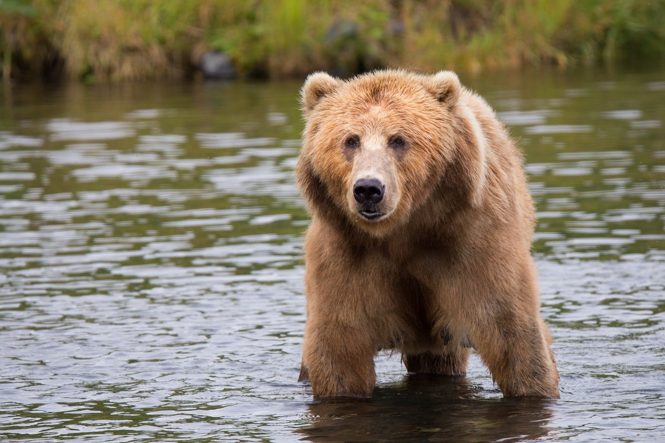 Що робити, якщо ви побачили ведмедя: ці поради врятують життя ➤ Infotime.co