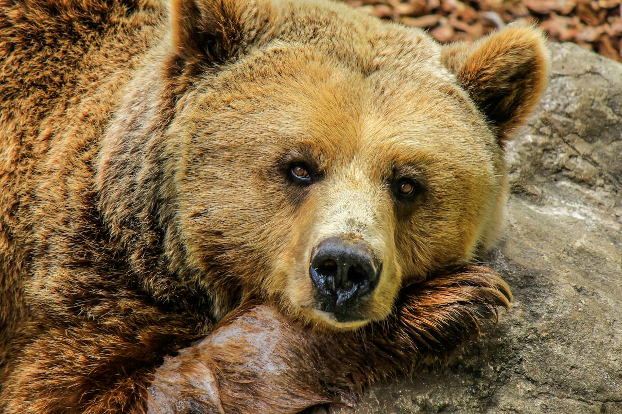 Турист пытался погладить медведя: как все закончилось