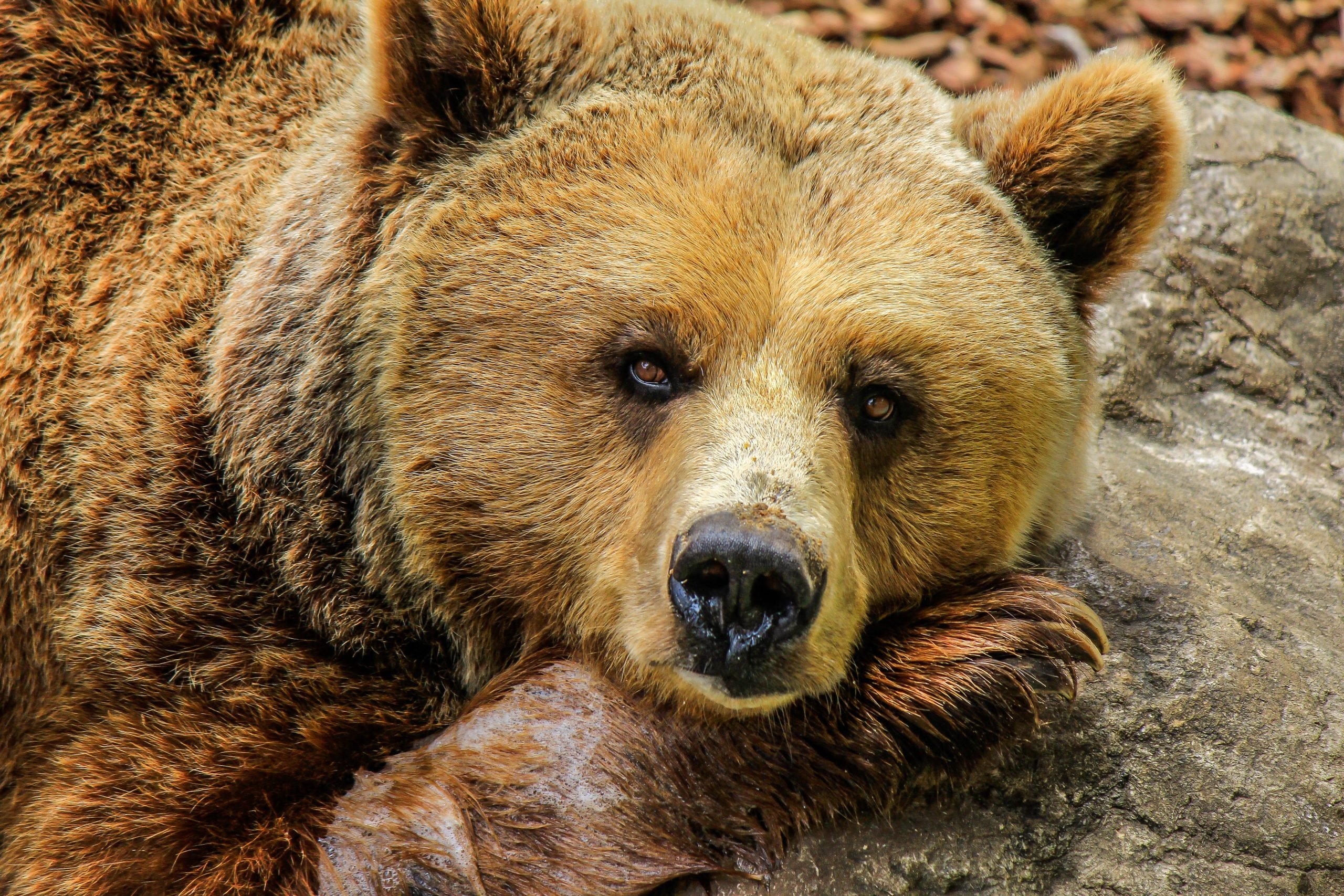 Що робити, якщо ви побачили ведмедя: ці поради врятують життя
