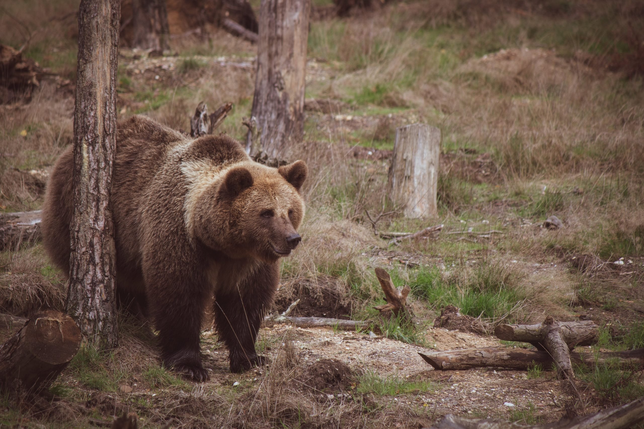 Що робити, якщо ви побачили ведмедя: ці поради врятують життя