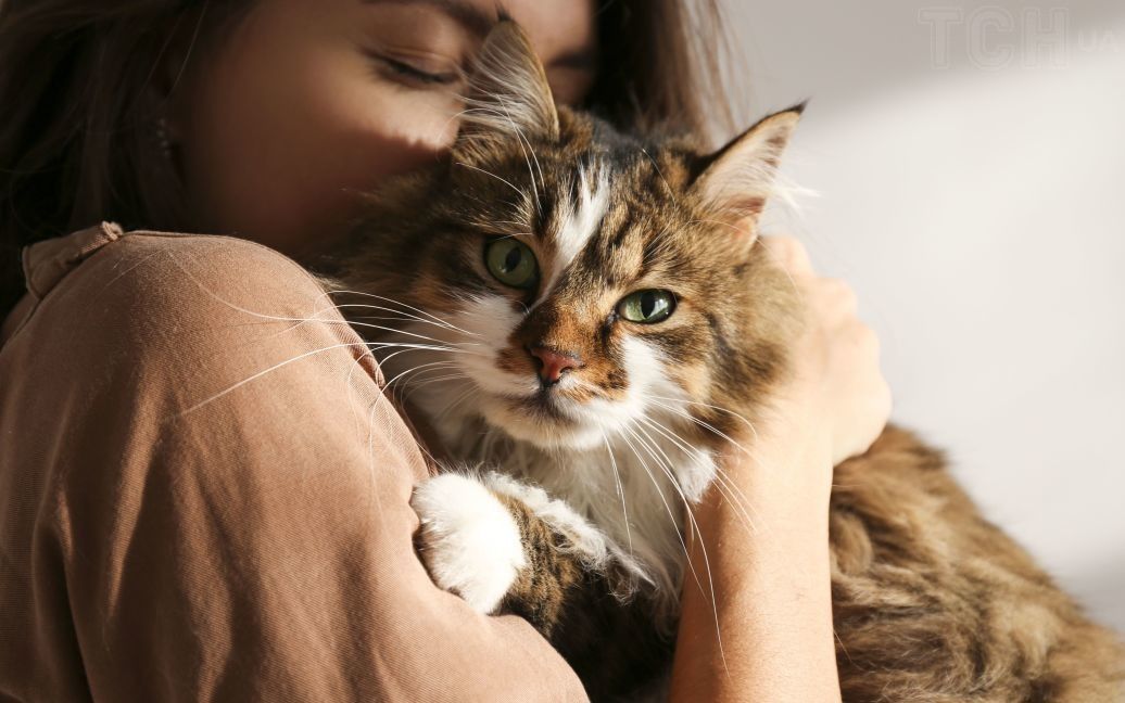 Кішки терплять ці речі тільки через любов до вас ➤ Infotime.co