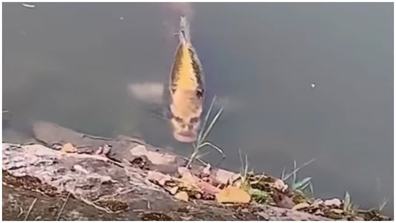 В озері Куньміна помітили коропа з “людським обличчям”: відео ➤ Infotime.co