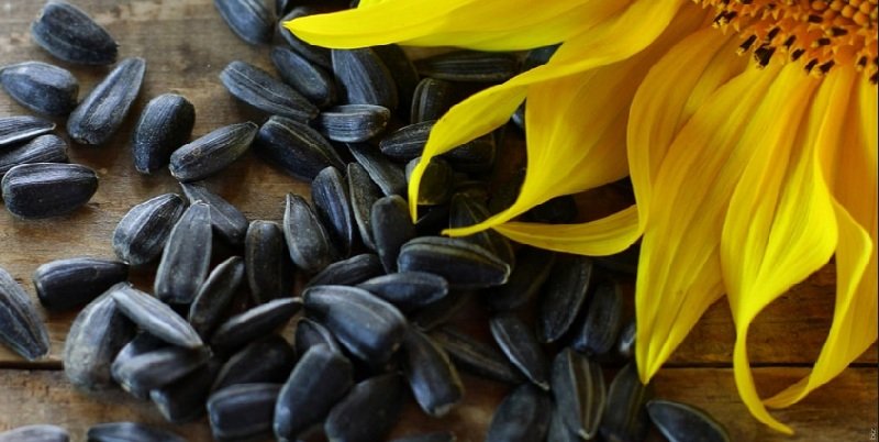 Лікарі радять жінкам їсти більше насіння соняшника і ось чому
