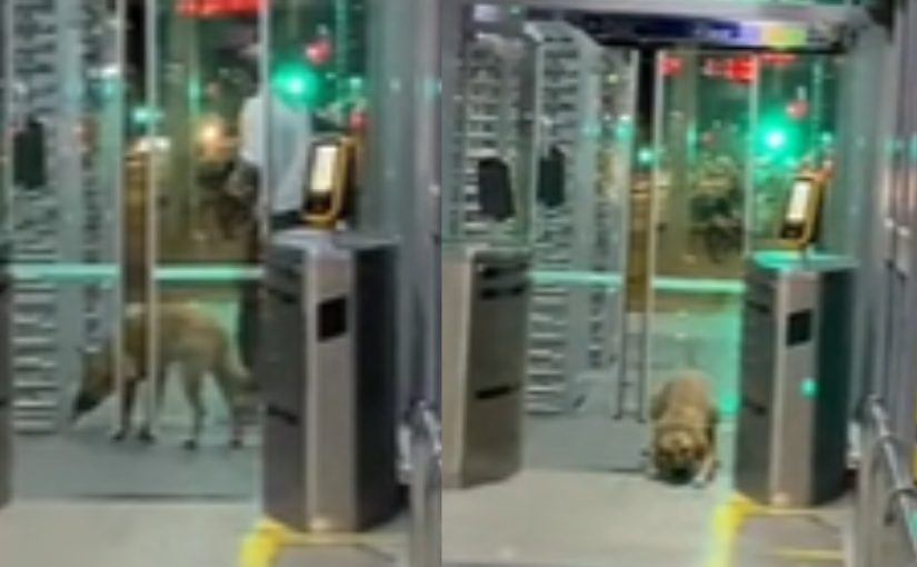 Un vídeo muestra cómo un perro sigue a su dueño hasta el metro mediante un singular truco ➤ Infotime.co