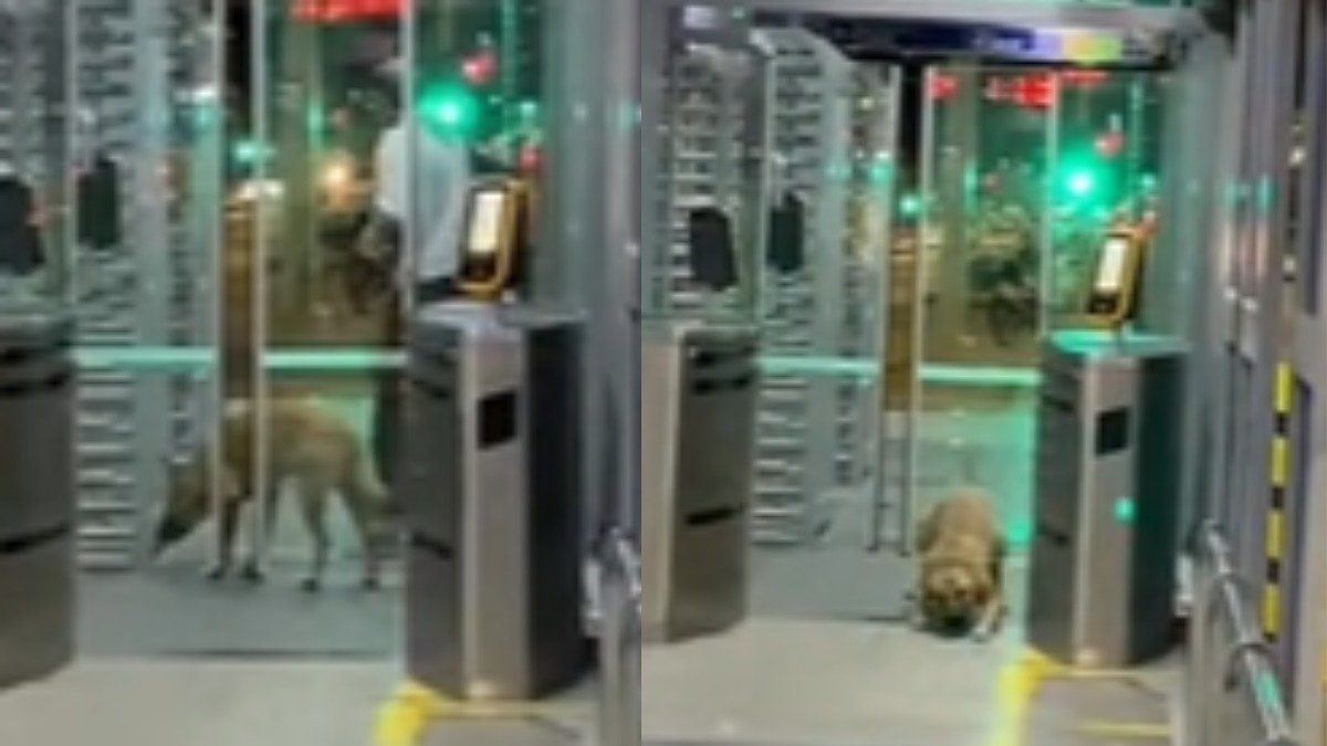 Un vídeo muestra cómo un perro sigue a su dueño hasta el metro mediante un singular truco ➤ Infotime.co