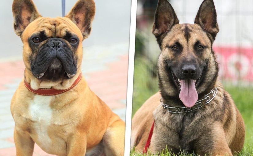 Eine Französische Bulldogge und ein Deutscher Schäferhund sind Eltern geworden, und ihr Nachwuchs ist beeindruckend ➤ Infotime.co