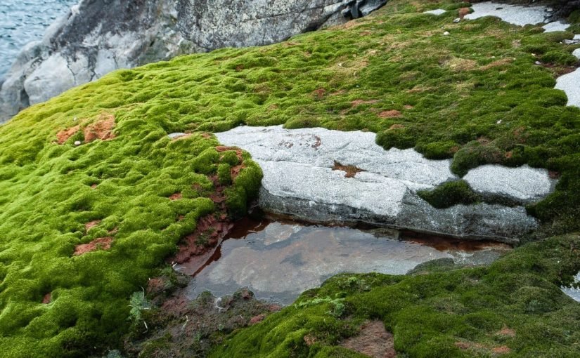 Полярники показали, яким зеленим буває літо в Антарктиді: фото ➤ Infotime.co