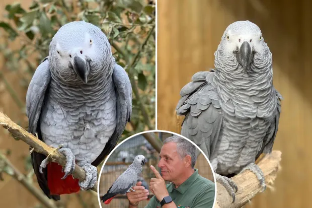 Зоопарк отучал попугаев ругаться, а научил ругательствам других