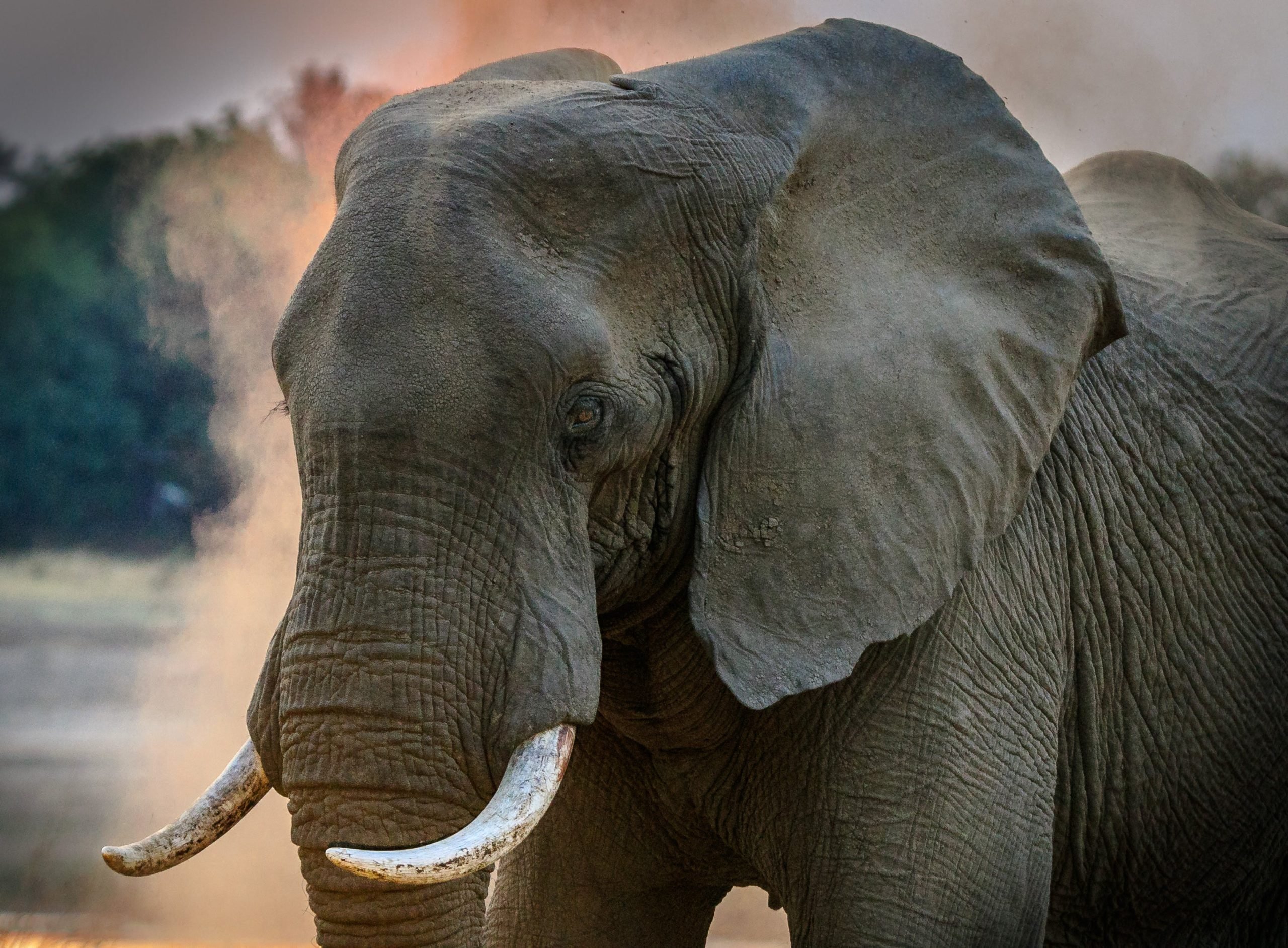 Один з найстрашніших експериментів в історії: що сталося зі слоном Туско