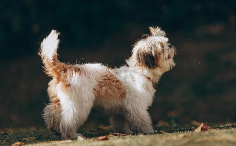 Вчені дізнались, чому собаки виляють хвостом  ➤ Infotime.co