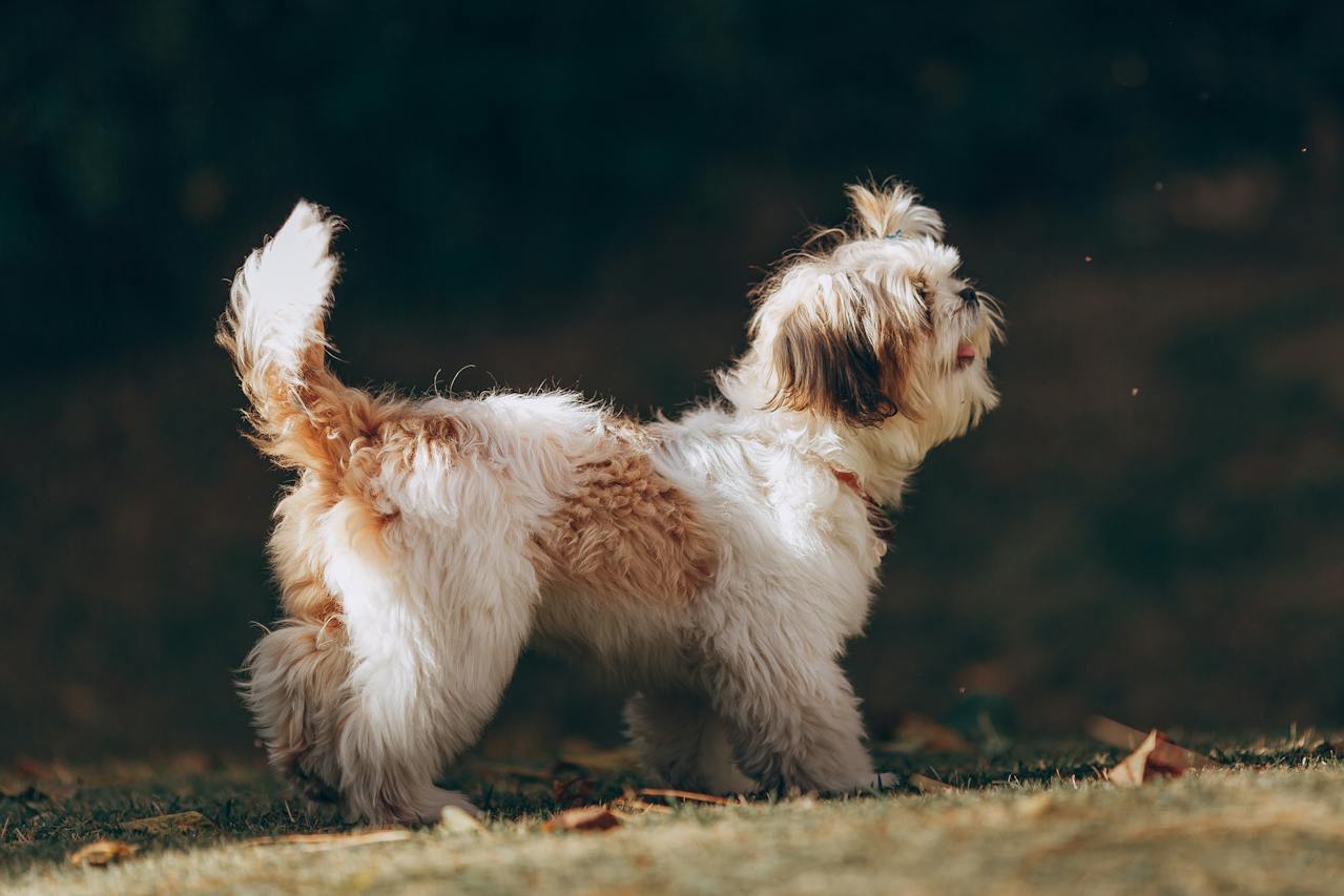 Вчені дізнались, чому собаки виляють хвостом 