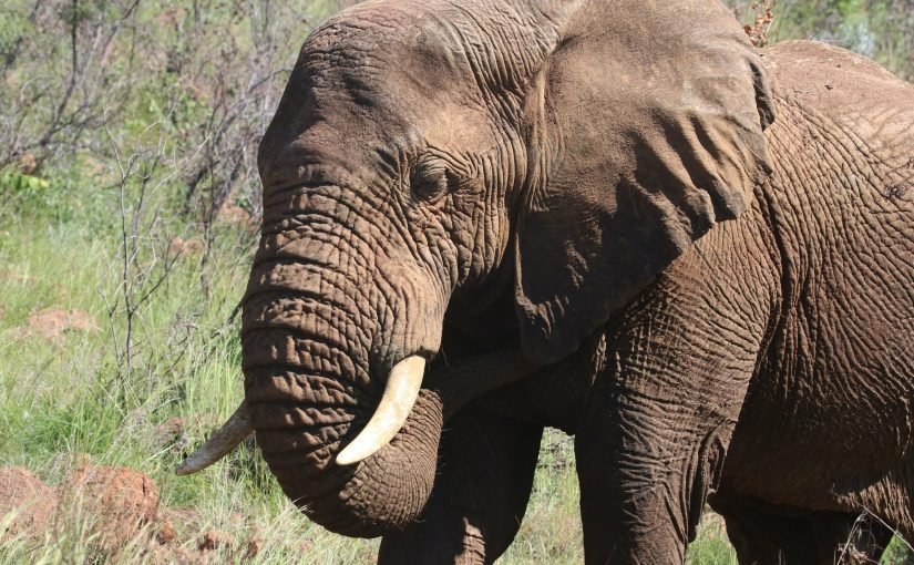 Один з найстрашніших експериментів в історії: що сталося зі слоном Туско ➤ Infotime.co