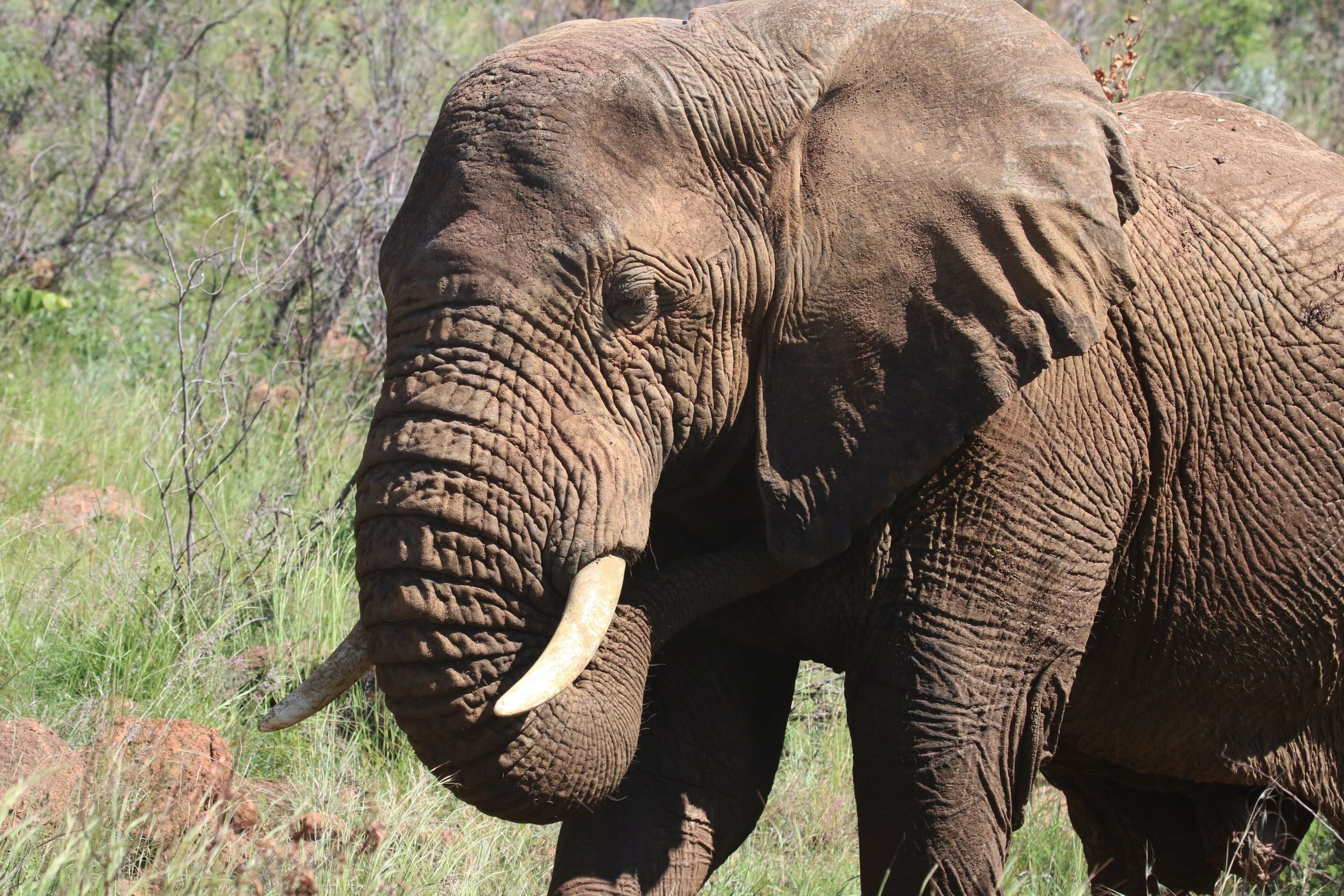 Один з найстрашніших експериментів в історії: що сталося зі слоном Туско ➤ Infotime.co