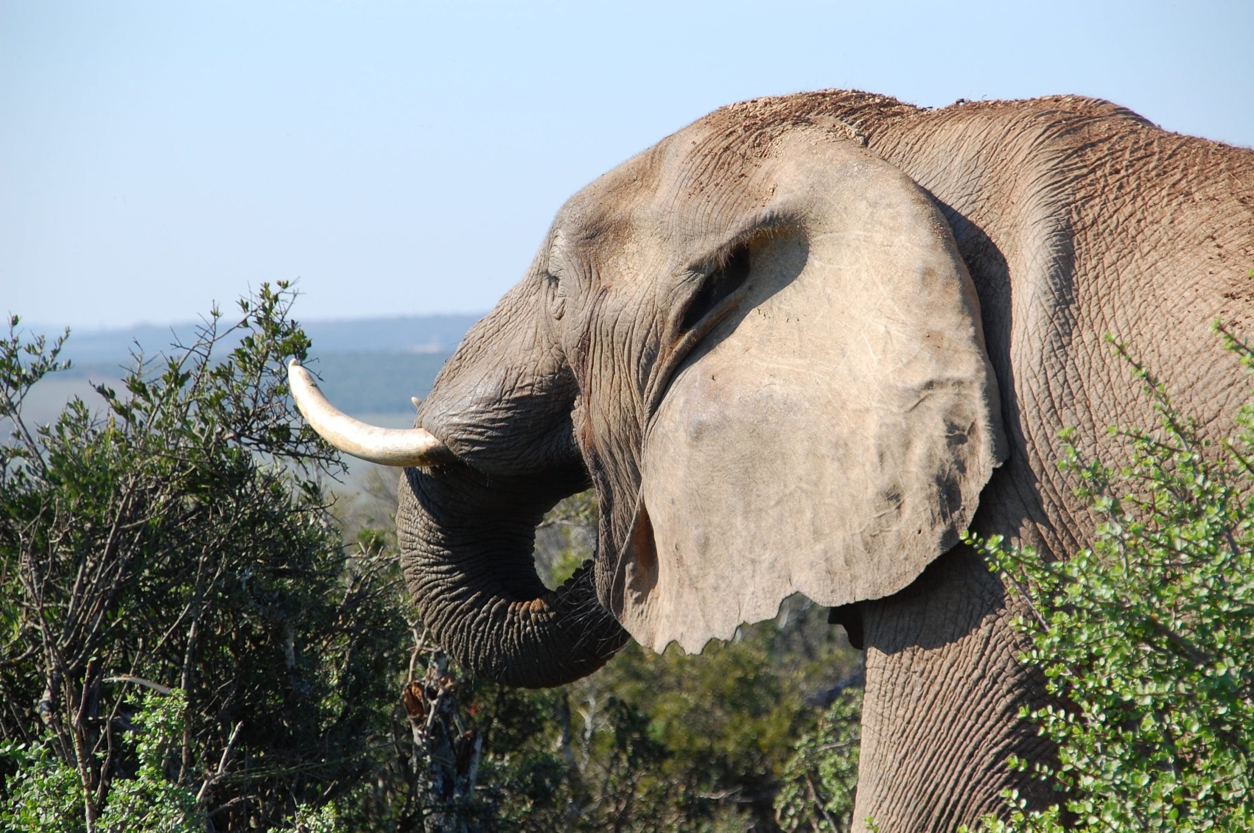 Один з найстрашніших експериментів в історії: що сталося зі слоном Туско