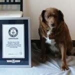 Найстарішого собаку у світі позбавили титулу рекордсмена: фото ➤ Infotime.co